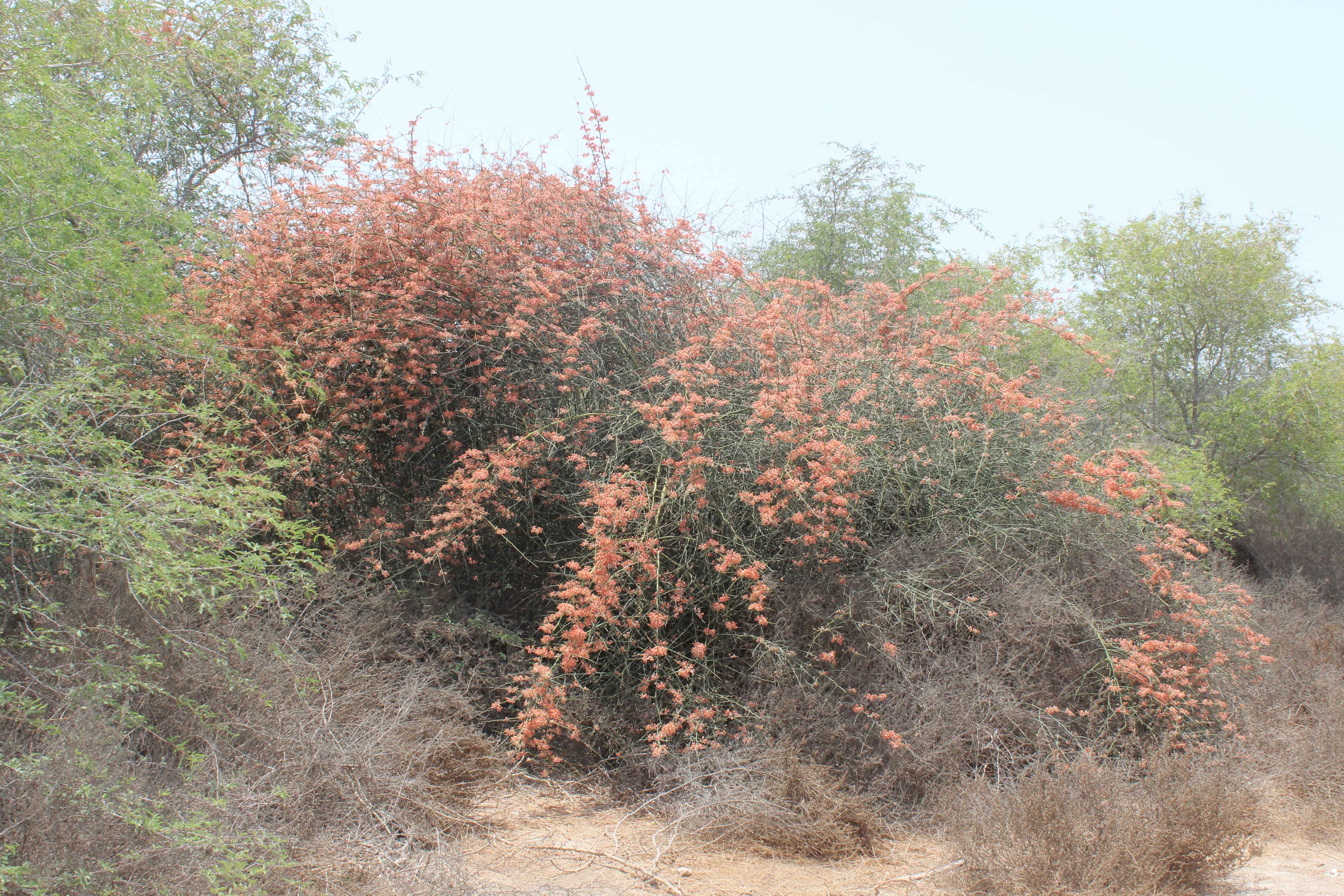 Plant Image